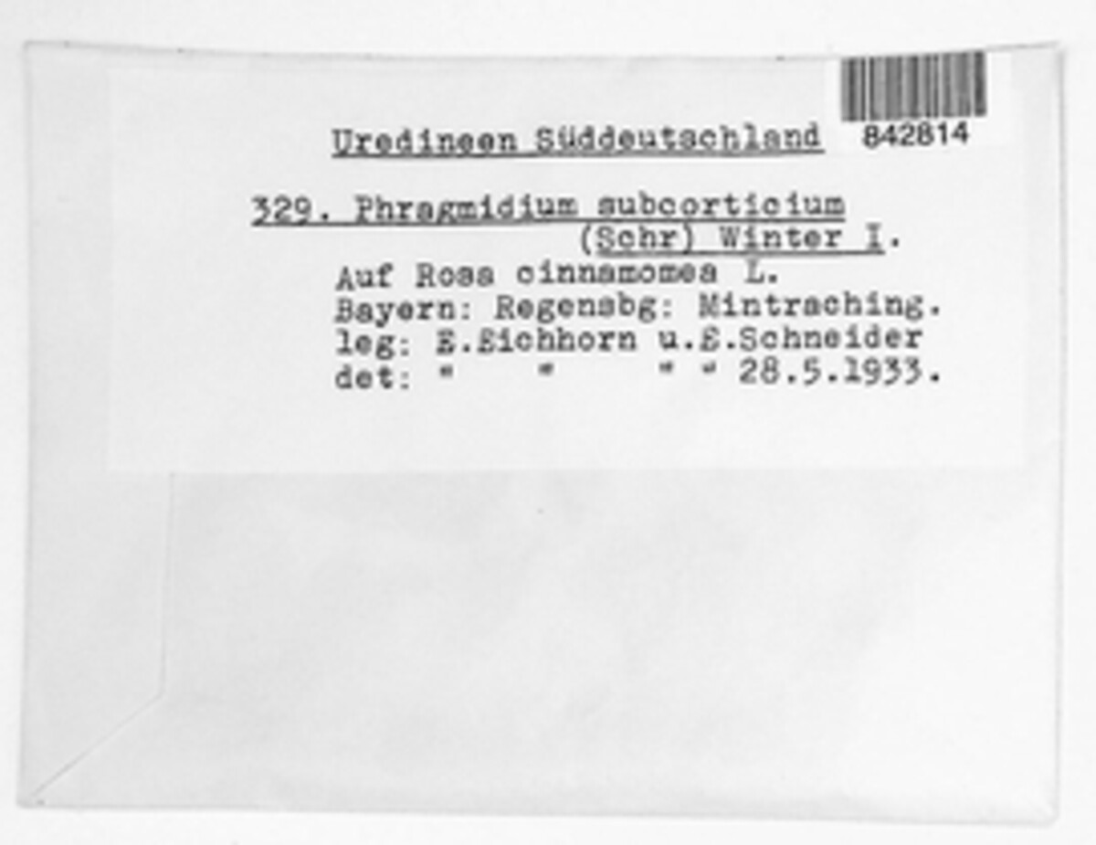 Phragmidium mucronatum image